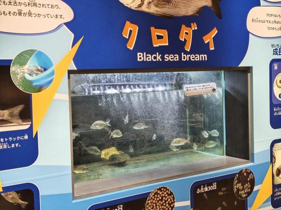 富山県栽培漁業センター（写真2枚目）