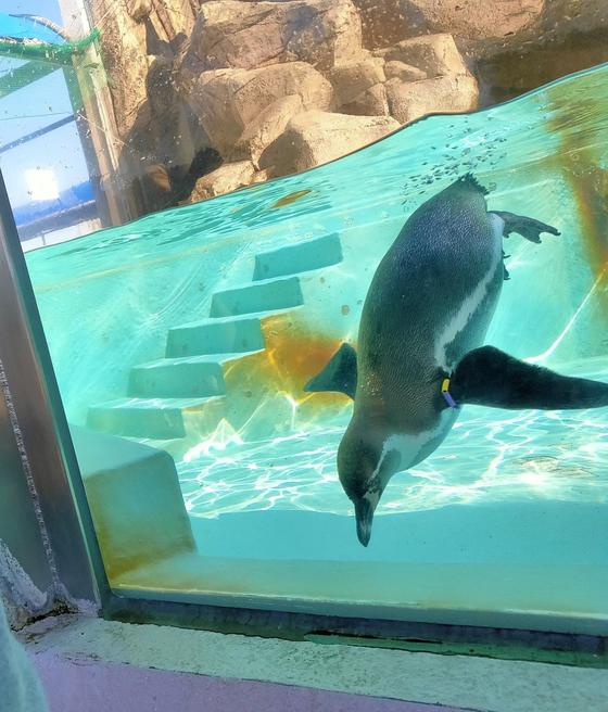 魚津水族館（写真2枚目）