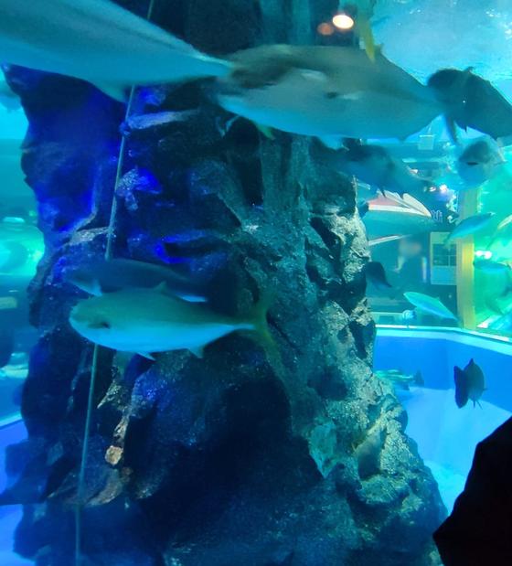 魚津水族館（写真3枚目）