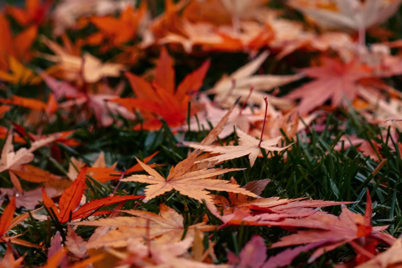 芝生に散った紅葉した楓の落ち葉