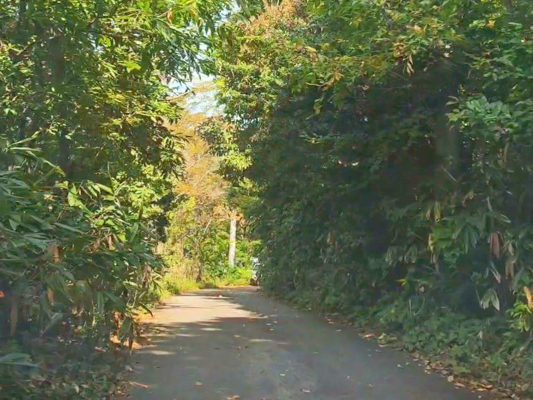 お店へ向かう木々の中の山道