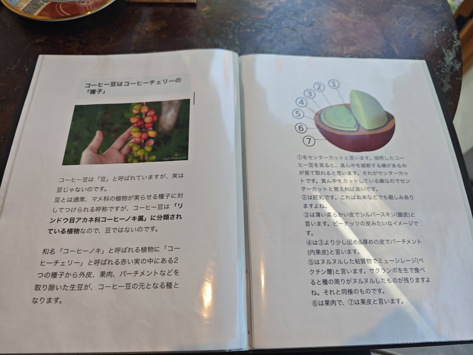 コーヒー豆はコーヒーチェリーの種という説明