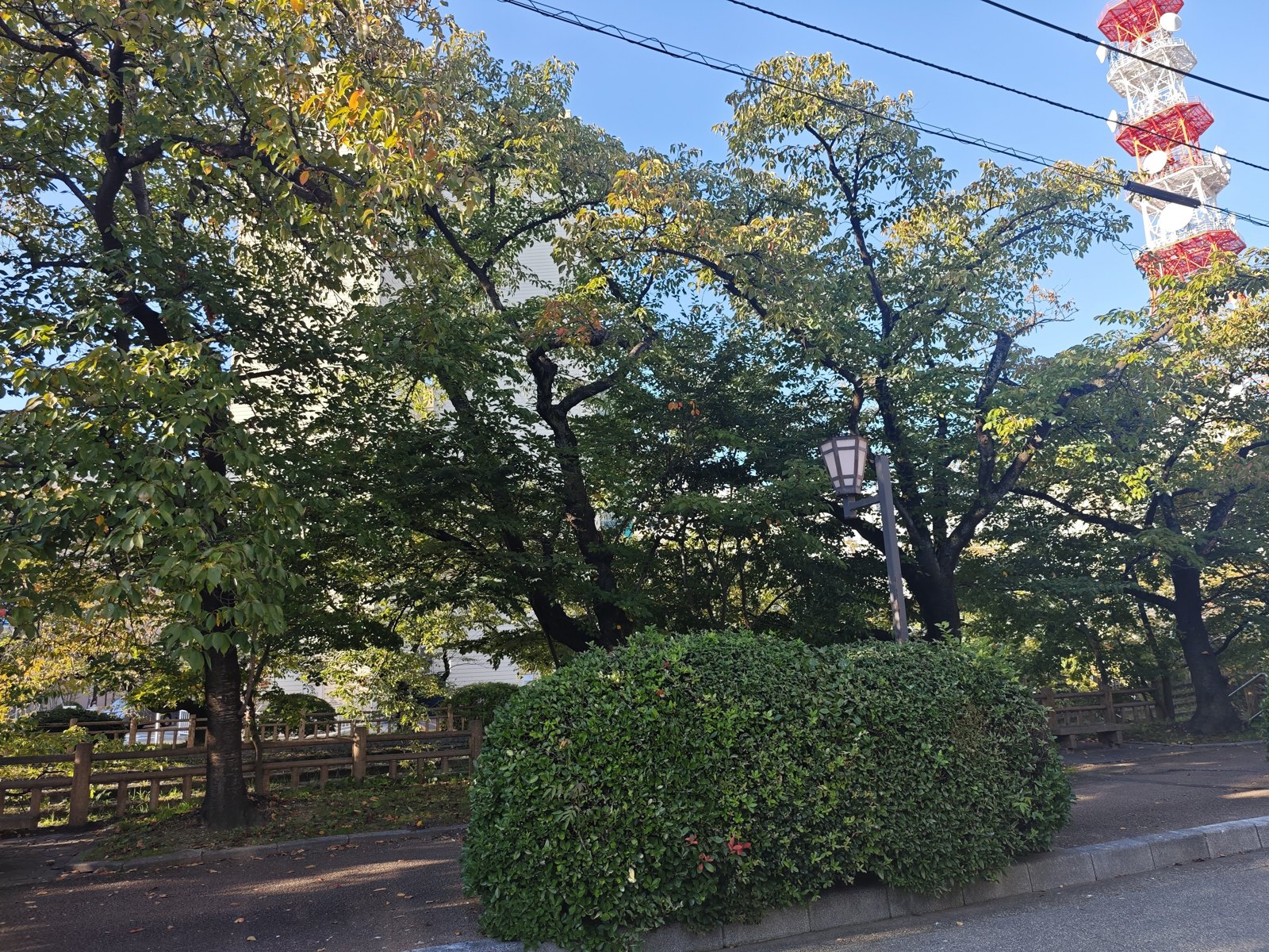 お店の近くの松川沿いの木々